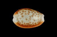 藏品(紅花寶螺)的圖片